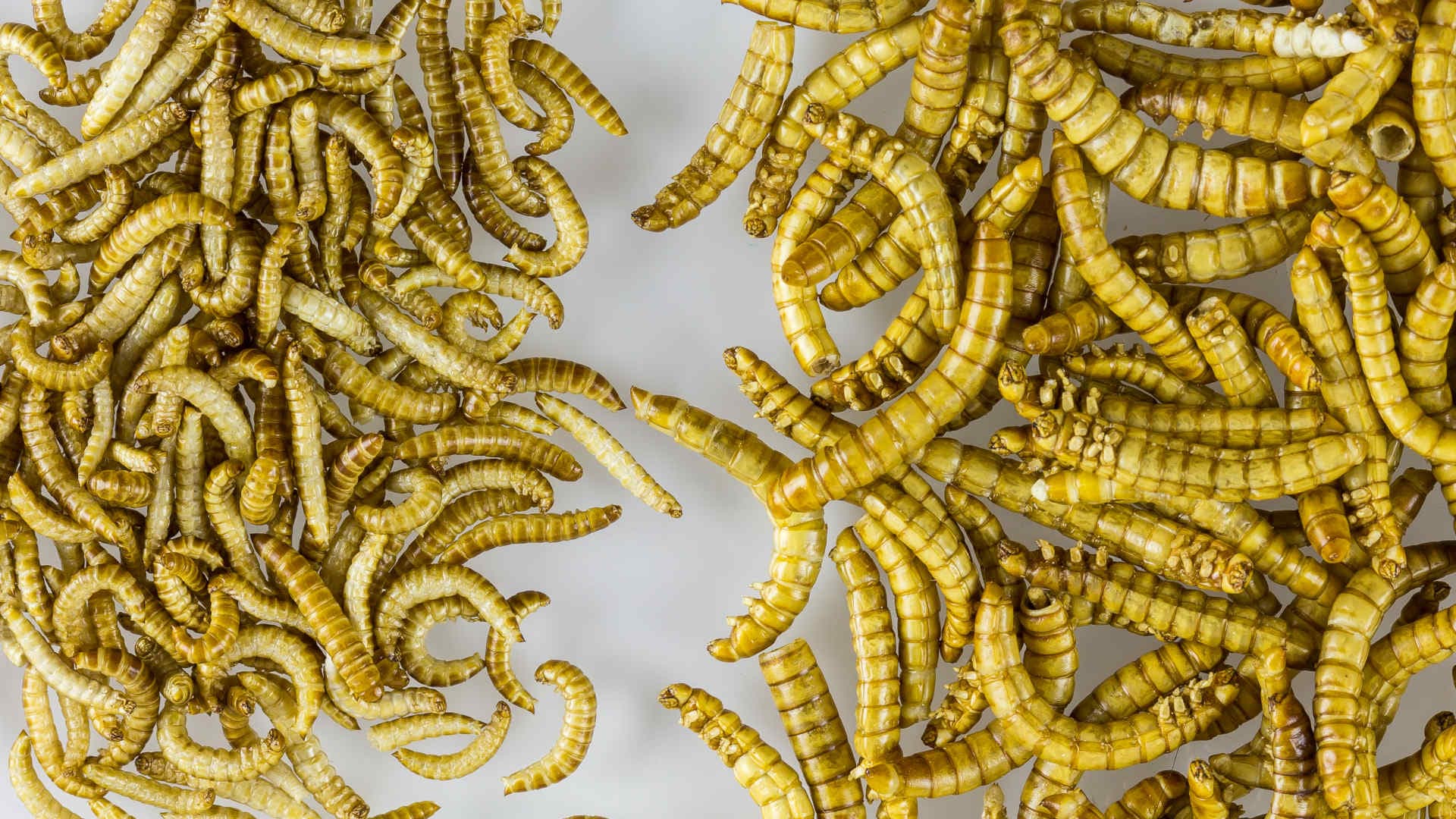 Klein, aber oho: Getrocknete Mehlwürmer als Superfood der Zukunft