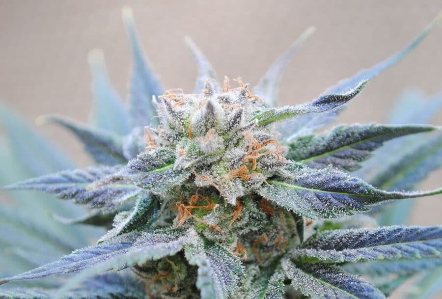 Saatgutbanken und Gratis Cannabis Samen