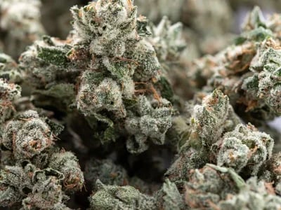 Warum Cannabis Sativa in keinem Hanfshop fehlen darf