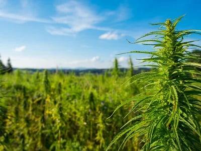 Cali Gras kaufen in Deutschland – Qualität, Vertrauen und Diskretion