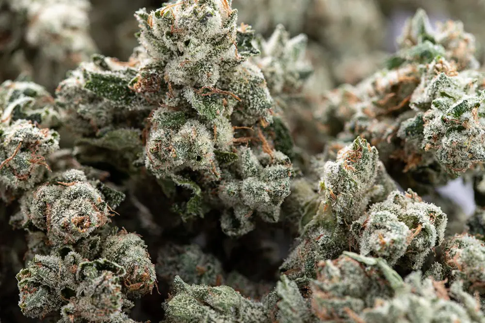 Warum Cannabis Sativa in keinem Hanfshop fehlen darf