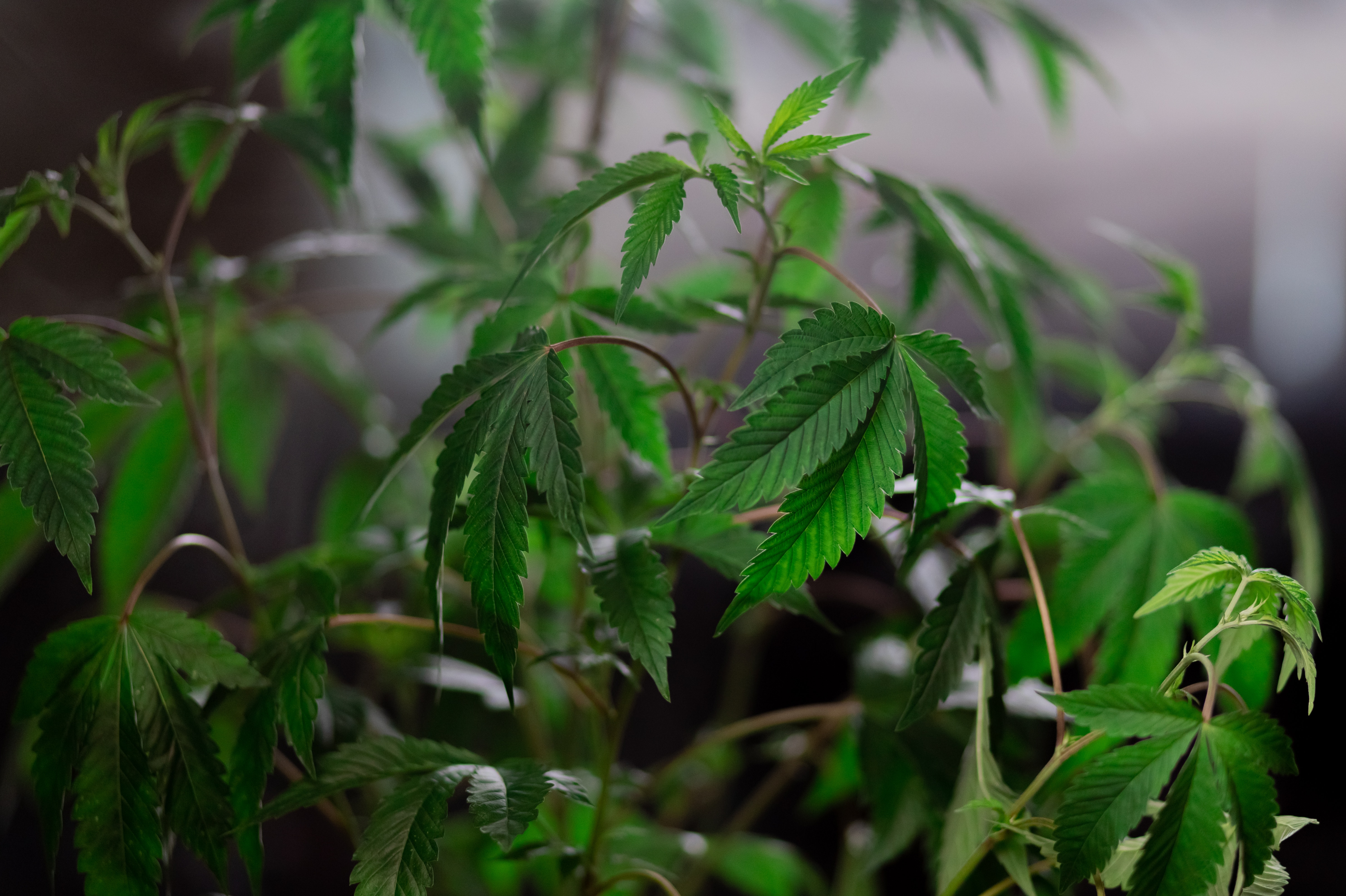 Fragen & Antworten: Ist CBD in Deutschland legal?