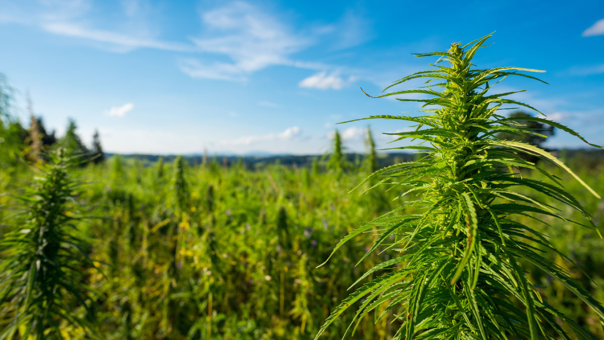 Cali Gras kaufen in Deutschland – Qualität, Vertrauen und Diskretion
